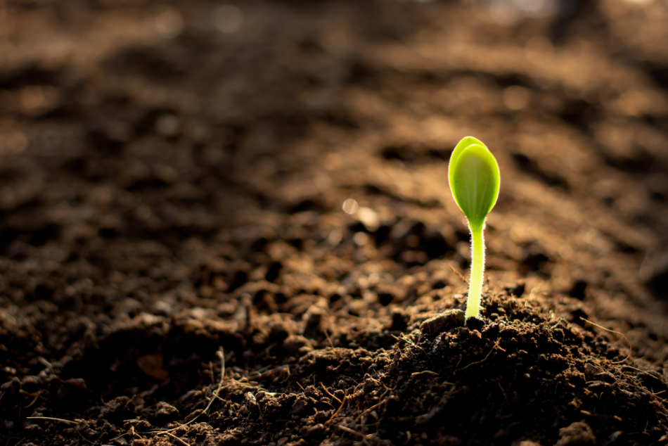 soil (1) ozone soil remediation