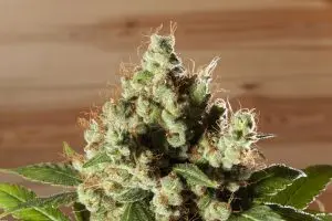 pistilos-marrones-cogollo-marihuana-300×200 Ozone for Cannabis