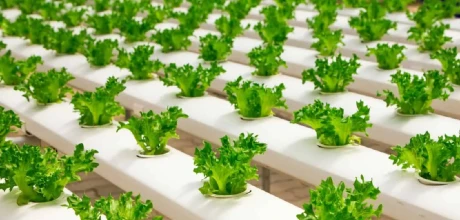 ozone for farming faq