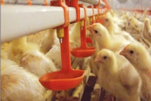 Ozono farm animal drinking water