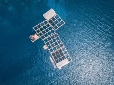 Ozone for fish farming
