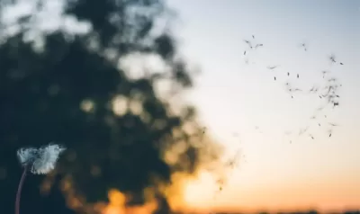 Ozone for odor control
