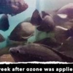 1 WEEK OF TREATMENT USING ABSOLUTE OZONE