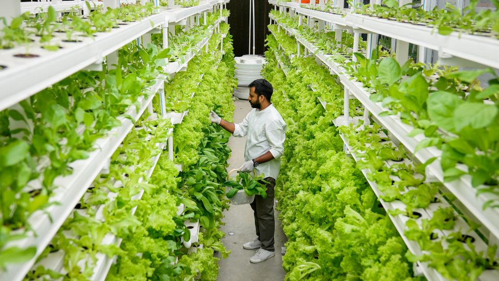 ozone for Vertical-Farming