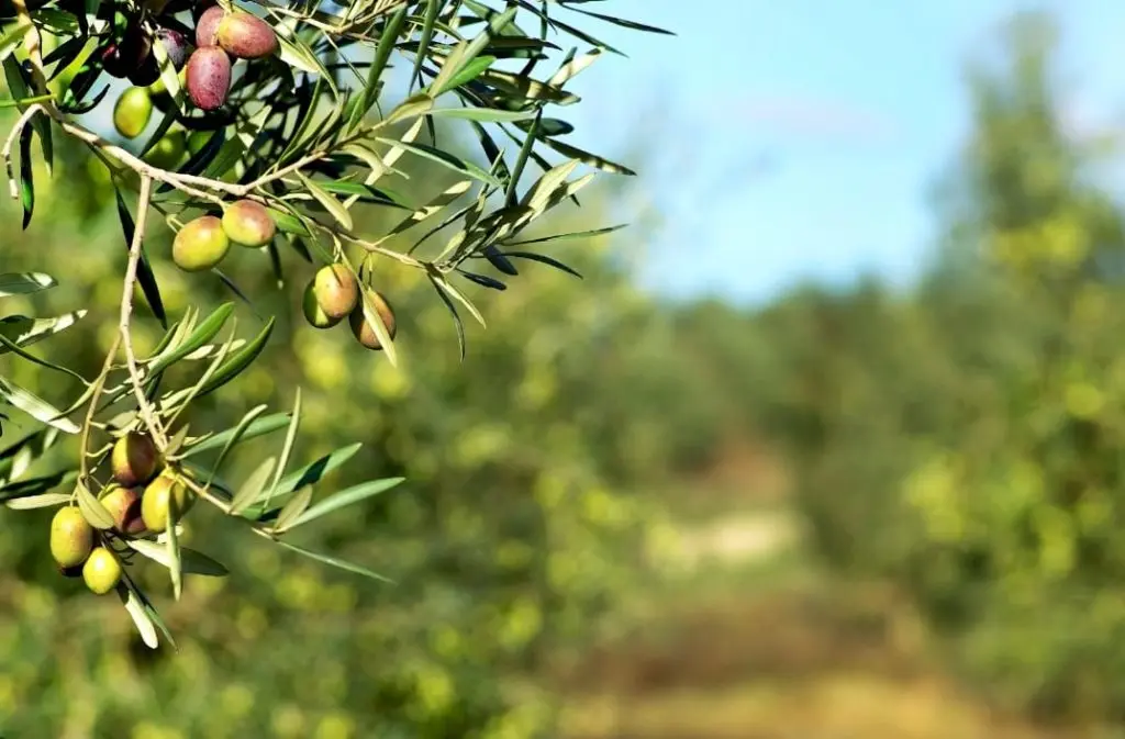 Ozonated olive oil