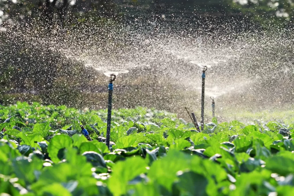 https://absoluteozone.com/wp-content/uploads/2023/07/ozone-irrigation-1024x683.webp