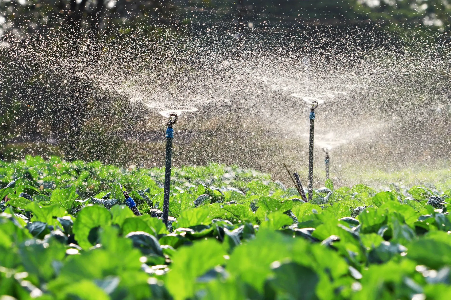 ozone for irrigation