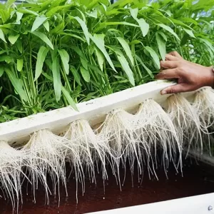 ozone roots yield
