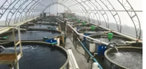 Ozone fish farming
