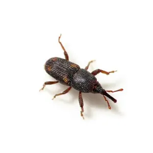 wheat weevil